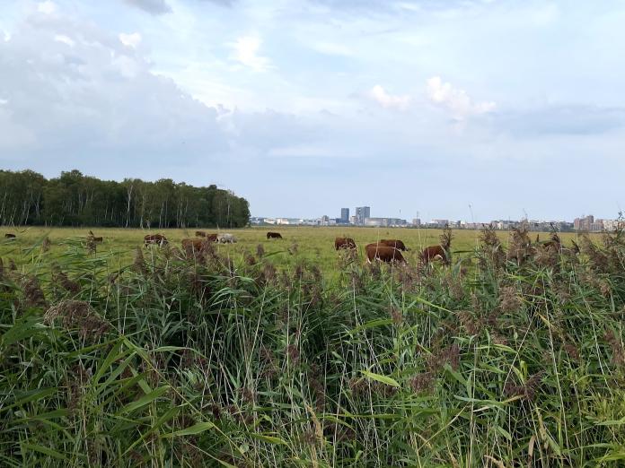 Billede af græssende køer i horisonten.